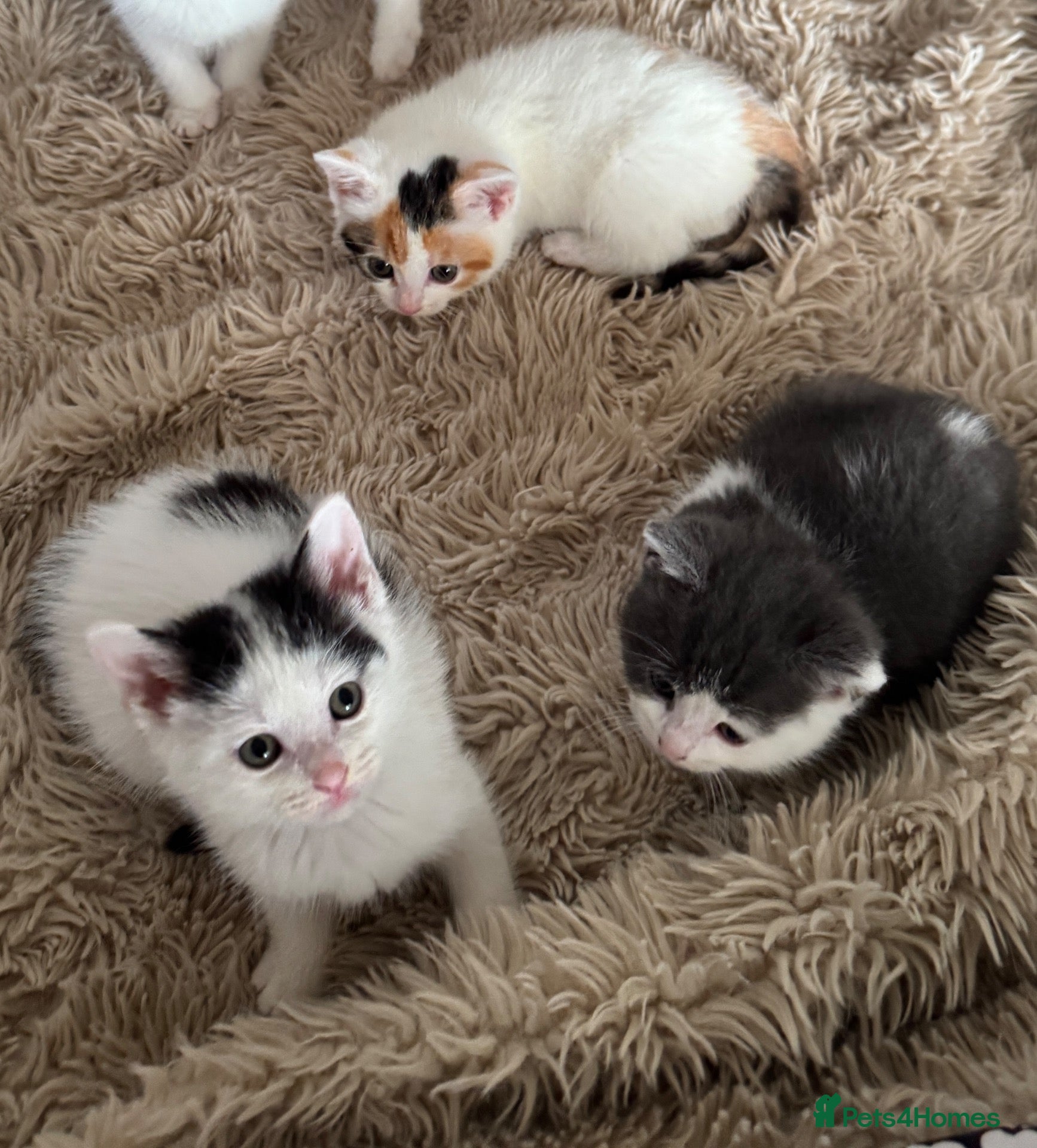 Mixed Breed cats 3 kittens available - Advert 9