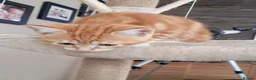 Mixed Breed cats for sale: Rare beautiful ginger tabby girl in Harlow - Advert 22