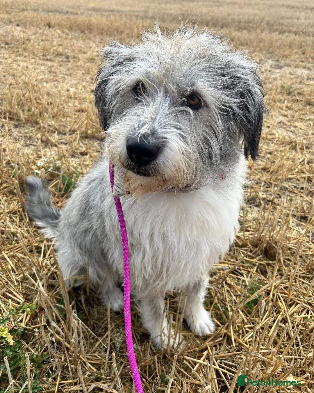 Mixed Breed dogs for adoption: 🧡 Amira - our sweet shepherd 🧡  - Advert 13