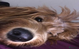 Cockapoo dogs for sale: Meet Zara – Your New Best Friend  - Image 4