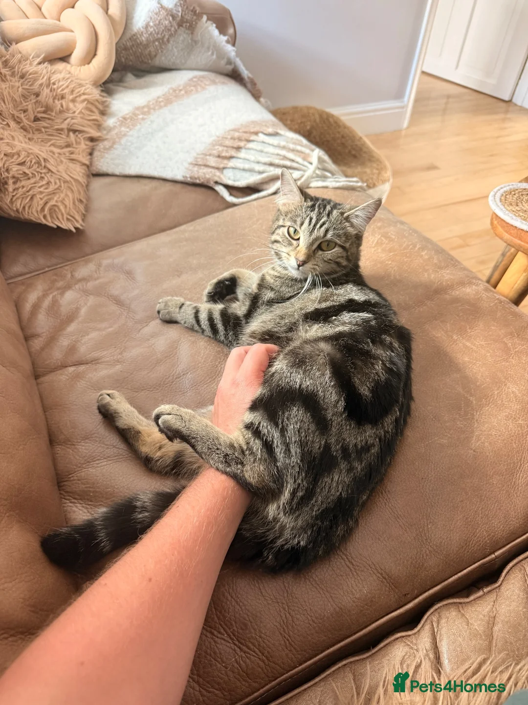 British Longhair cats for sale: Black kitten for sale  - Advert 2