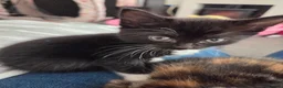 Mixed Breed cats for sale: Black and white kitten left - Advert 1