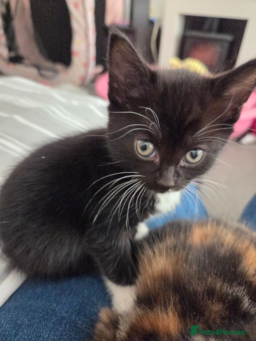 Mixed Breed cats for sale: Black and white kitten left - Advert 1