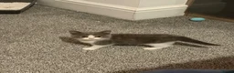 British Shorthair cats for sale: Grey & White British Shorthair Male Kitten 🐱 in Bolton - Advert 6