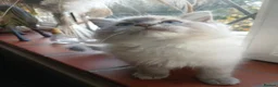 Ragdoll cats for sale: Beautiful brother and sister Ragdoll kittens - Advert 23