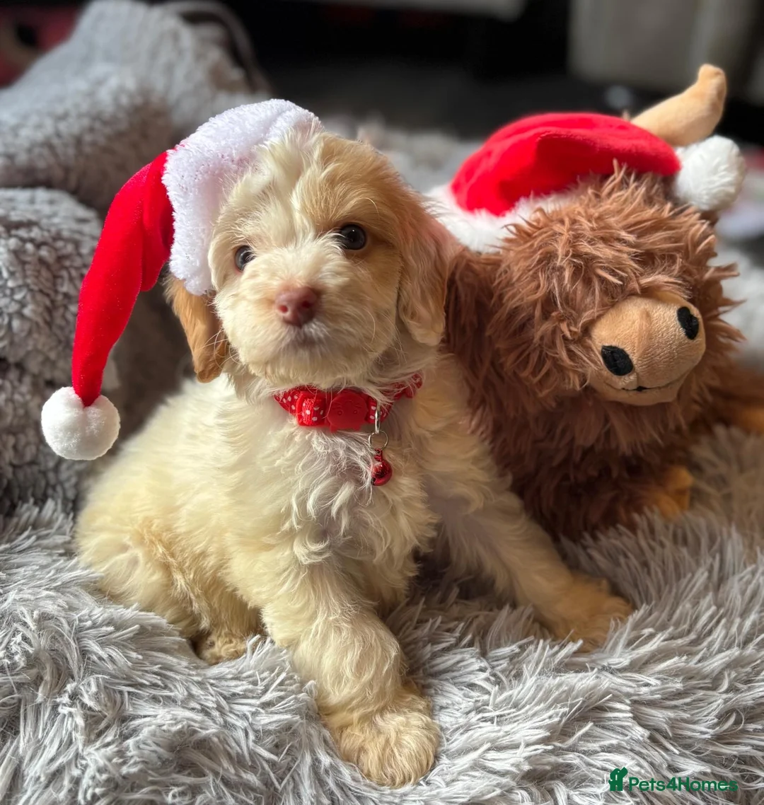 Cockapoo dogs for sale: Reluctantly selling my gorgeous puppy Brian  - Advert 7