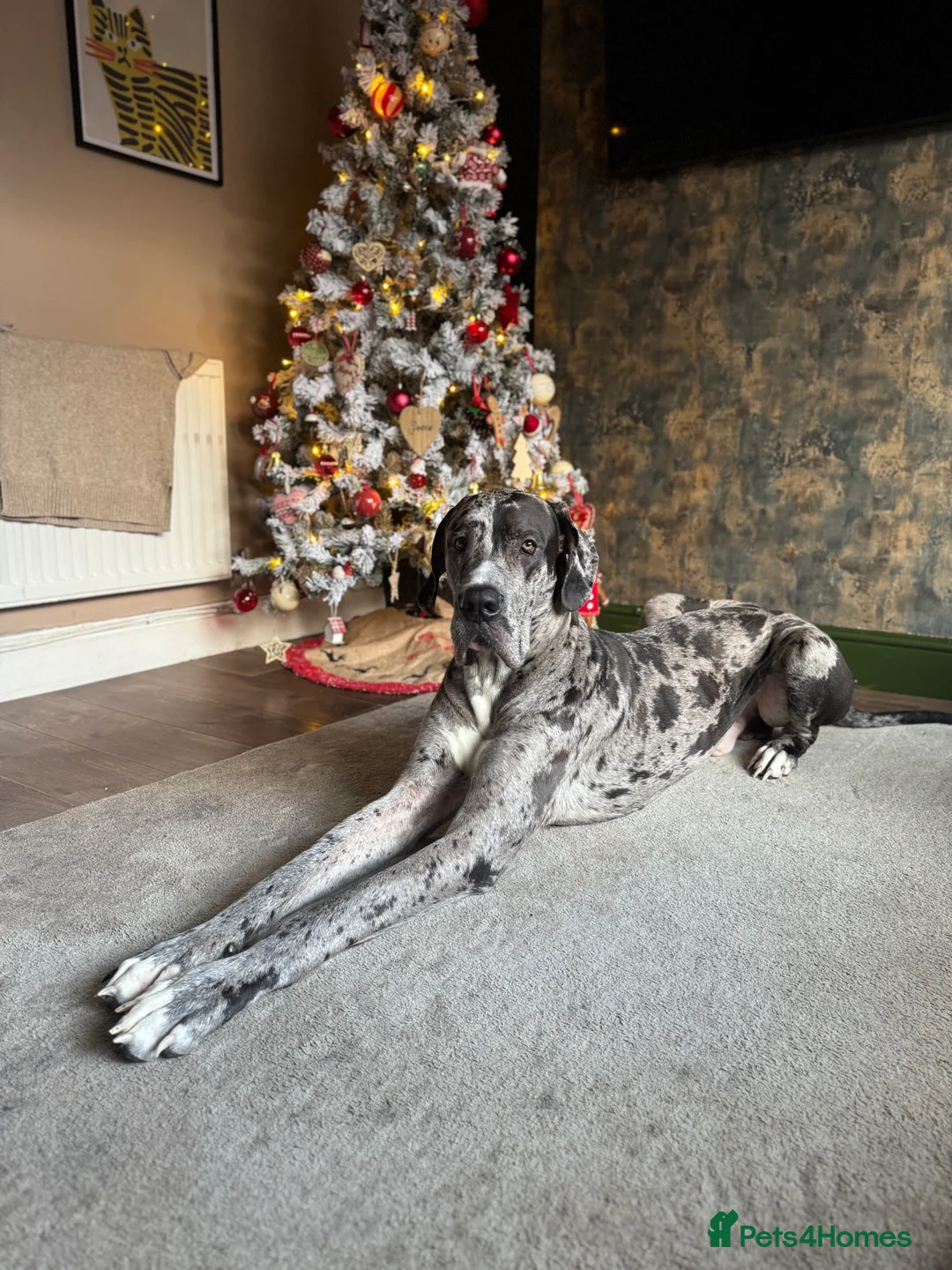 Great Dane dogs for sale: KC registered Great Dane pups due soon. - Advert 8