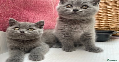 British Shorthair cats - Advert 11