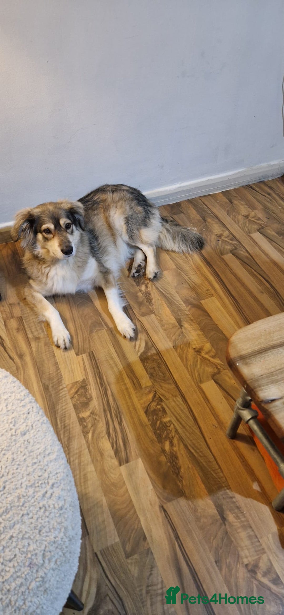 Mixed Breed dogs for sale: 5 Year Old Husky x Collie Girl  - Image 4