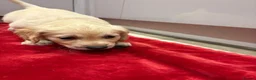Mixed Breed dogs for sale: golden cocker retriever  - Advert 6