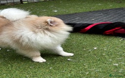 Pomeranian dogs for sale: Beautiful Pomeranian Teddy Bear Puppies - Image 5