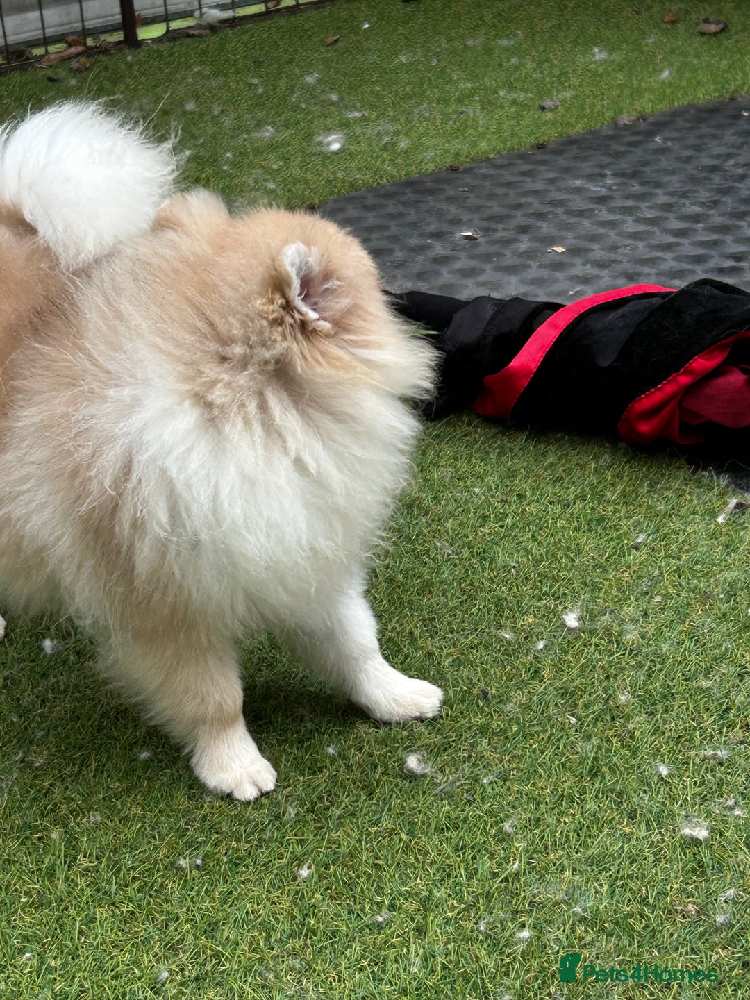 Pomeranian dogs for sale: Beautiful Pomeranian Teddy Bear Puppies - Image 5