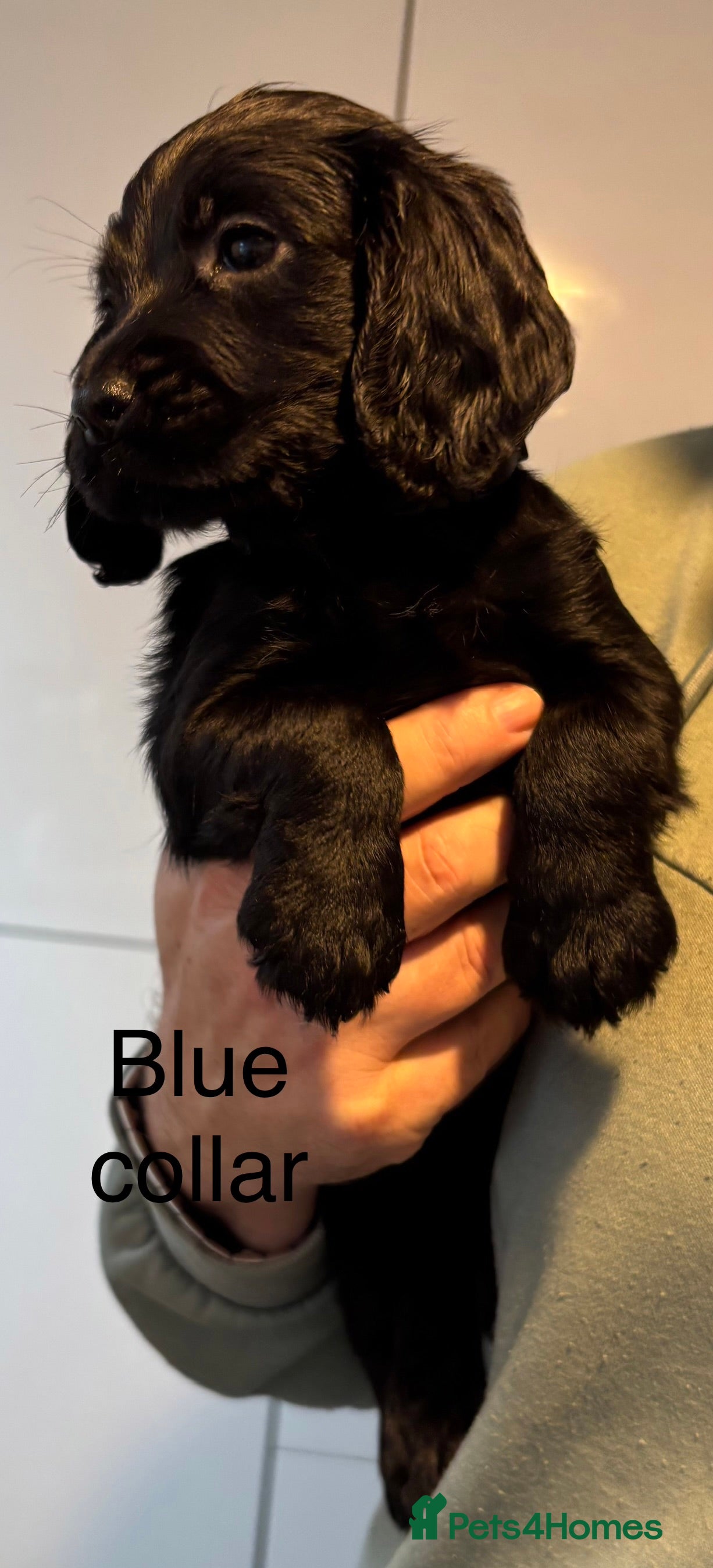 Cocker Spaniel dogs Cocker Spaniel Puppies  - Advert 4