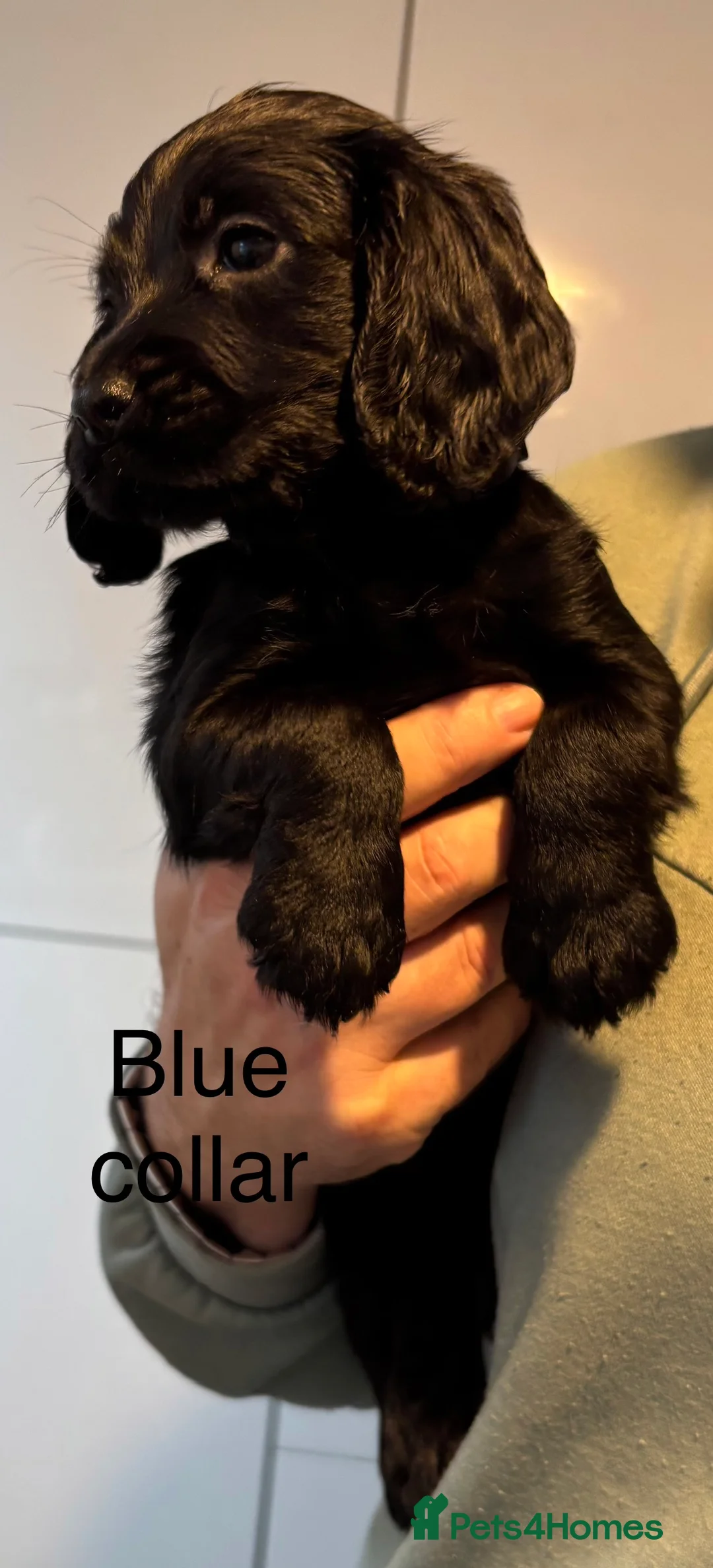 Cocker Spaniel dogs for sale: Cocker Spaniel Puppies  - Advert 10