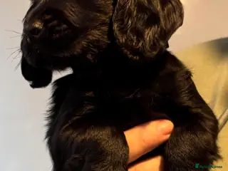 Cocker Spaniel dogs Cocker Spaniel Puppies - Advert 4