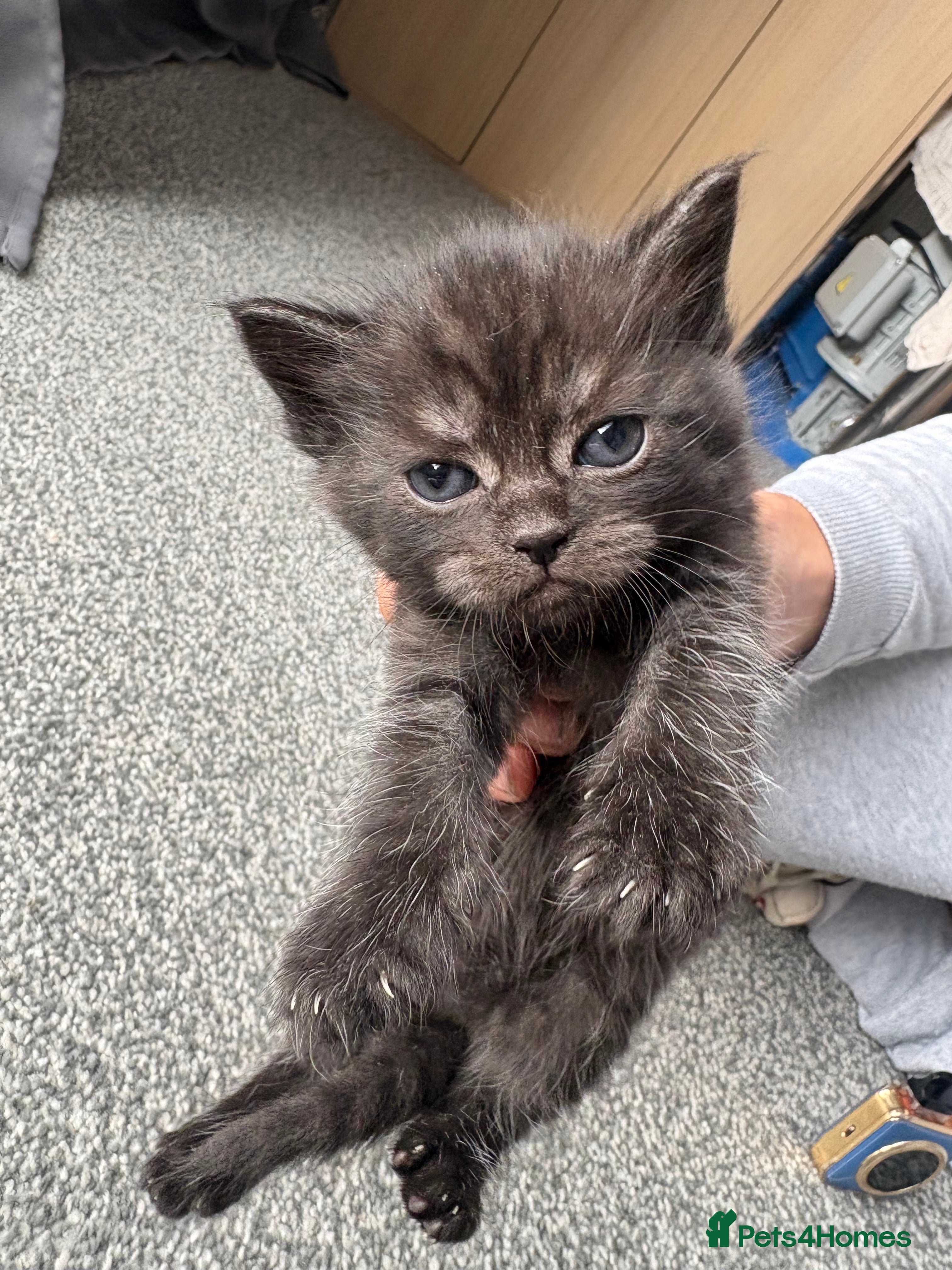 Persian cats for sale: Ash grey Persian kittens - Advert 19
