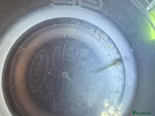 Axolotl reptiles Baby axoltols - Advert 14