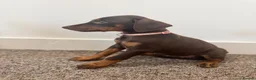 Dobermann dogs for sale: KC Registered Doberman puppies 1 FEMALE REMAINING  - Advert 2