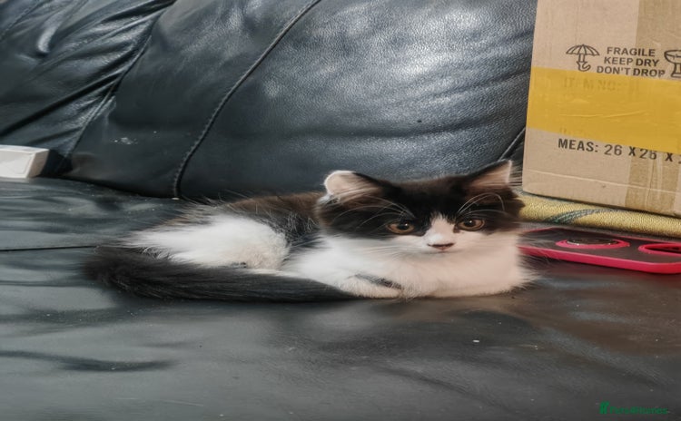 Mixed Breed cats - Advert 7