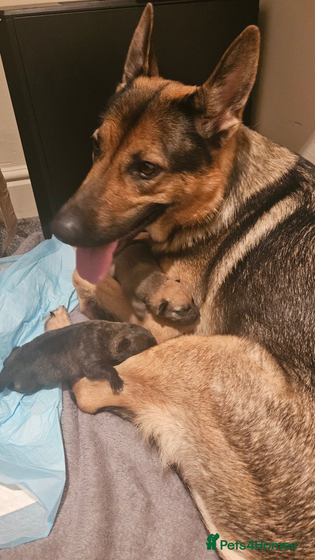 Mixed Breed dogs for sale: German shepard×Belgian malinois puppies  - Advert 11