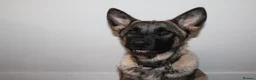 Belgian Shepherd Dog dogs for sale: Belgian Malinois for rehoming - Advert 3