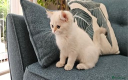 Scottish Fold cats for sale: Excellent Scottish straight kittens  - Image 27