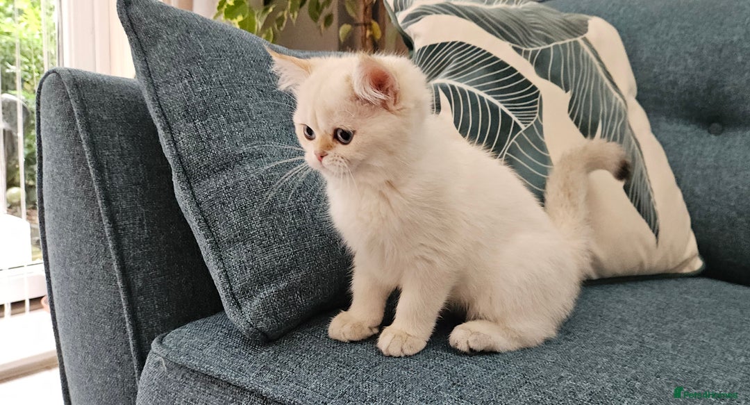 Scottish Fold cats for sale: Excellent Scottish straight kittens  - Image 27
