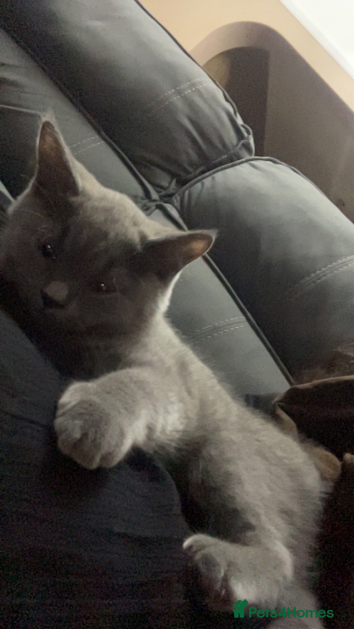 British Shorthair cats Cute British short hair kittens for sale  - Advert 3
