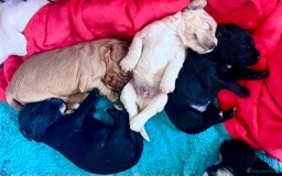 Cocker Spaniel dogs for sale: Fully health tested KC reg working Cocker Spaniels - Image 32