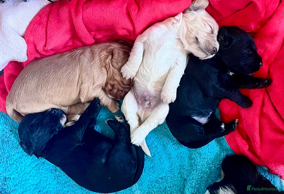 Cocker Spaniel dogs for sale: Fully health tested KC reg working Cocker Spaniels - Image 32