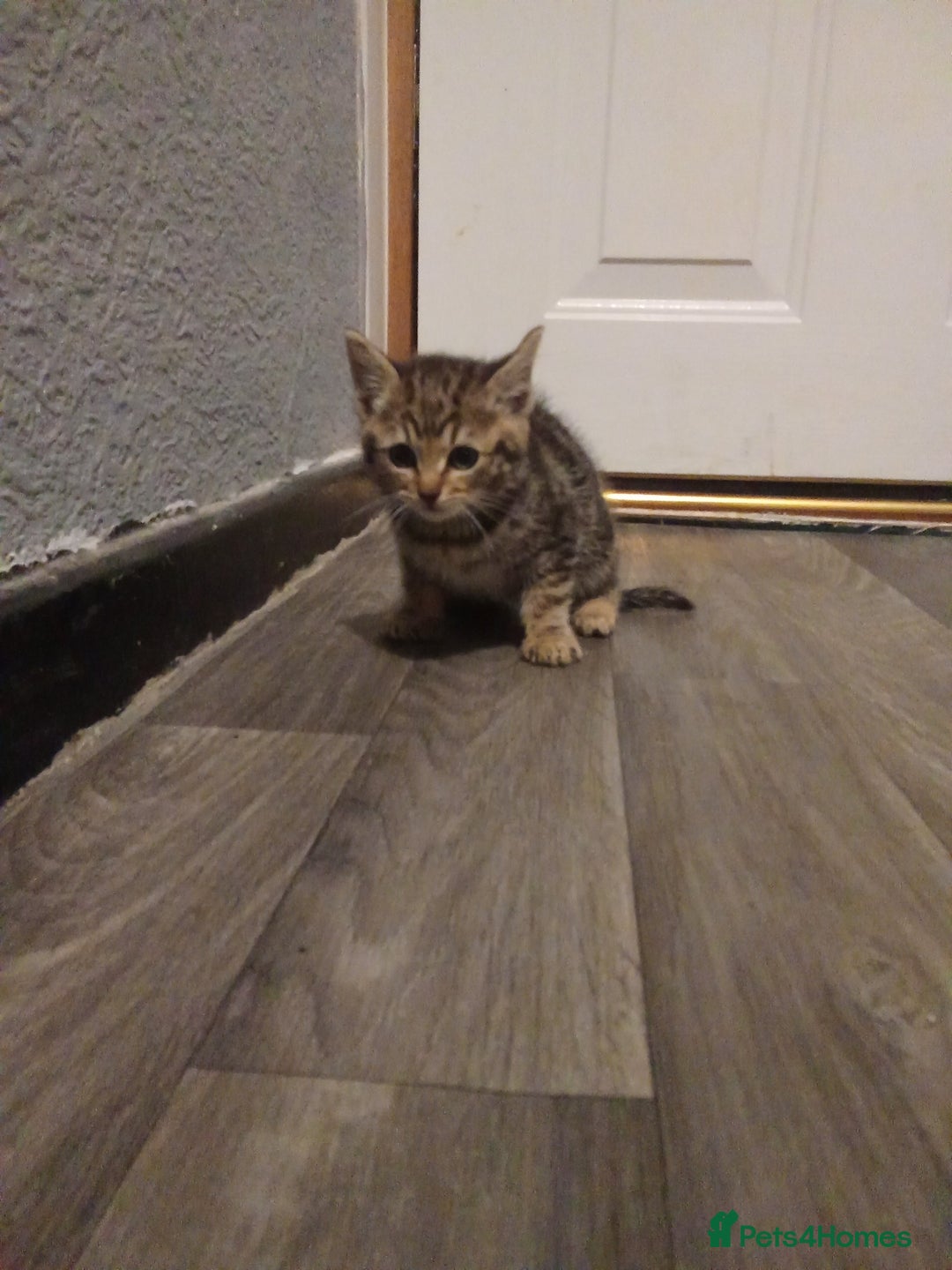 Mixed Breed cats for sale: Adorable kitten for urgent rehoming!! - Advert 7