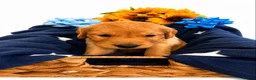 Golden Retriever dogs for sale: Beautiful girl due puppies - Advert 5