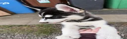 Siberian Husky dogs for sale: Siberian Husky Puppies  - Advert 2