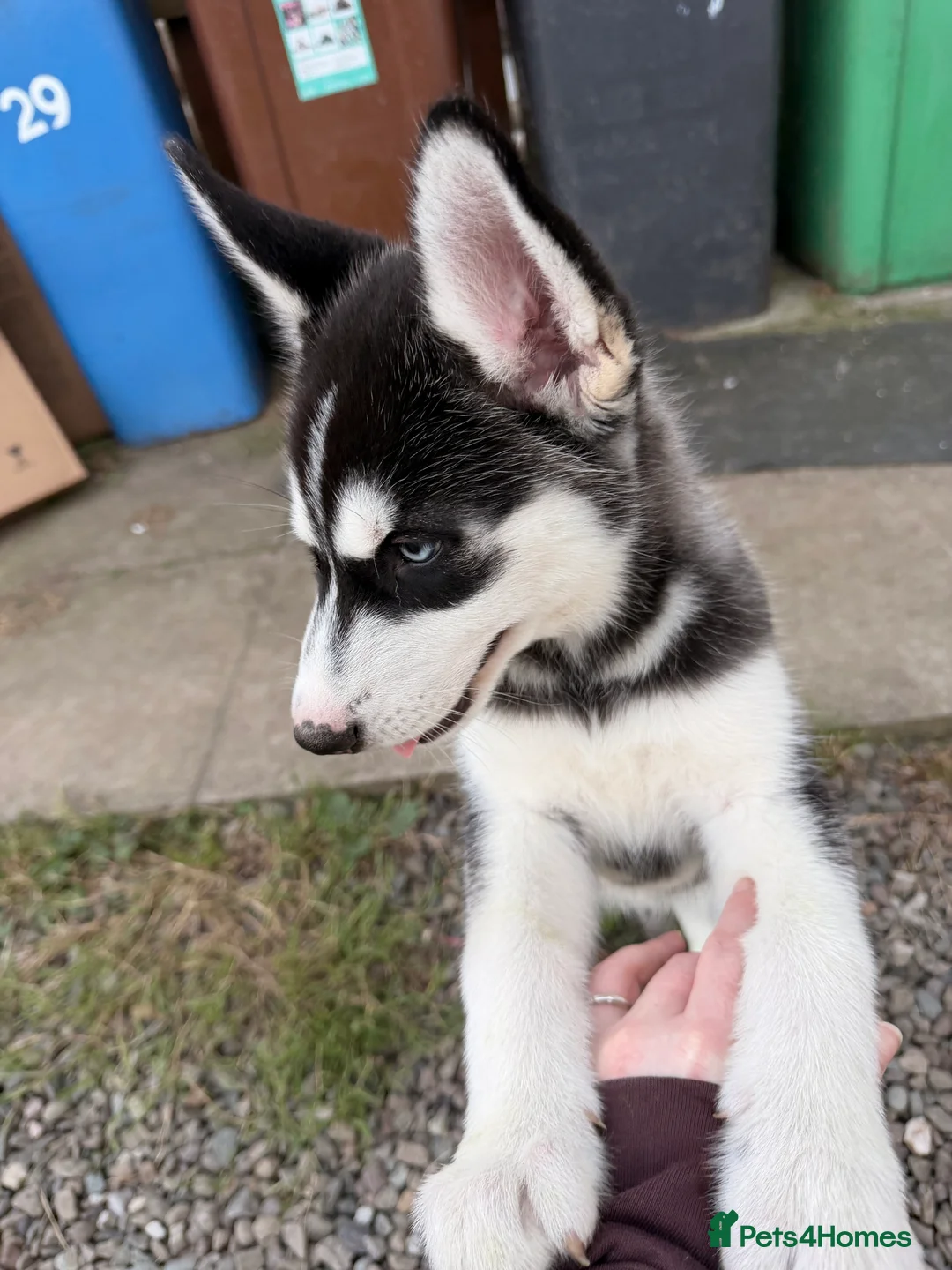 Siberian Husky dogs for sale: Siberian Husky Puppies  - Advert 2