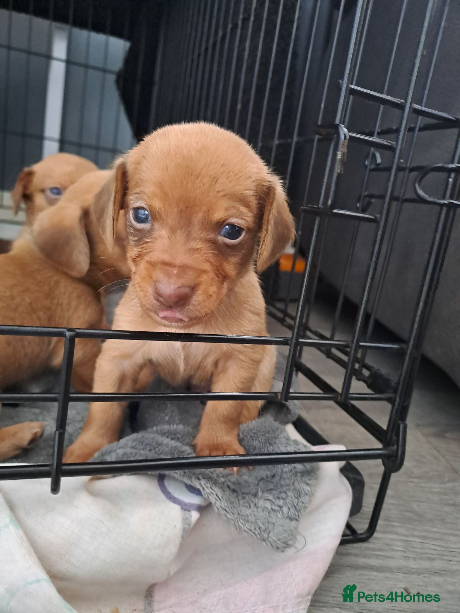 Chiweenie dogs Dachshund  - Advert 12