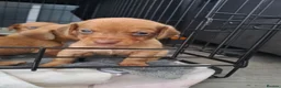 Chiweenie dogs for sale: Dachshund  - Advert 7