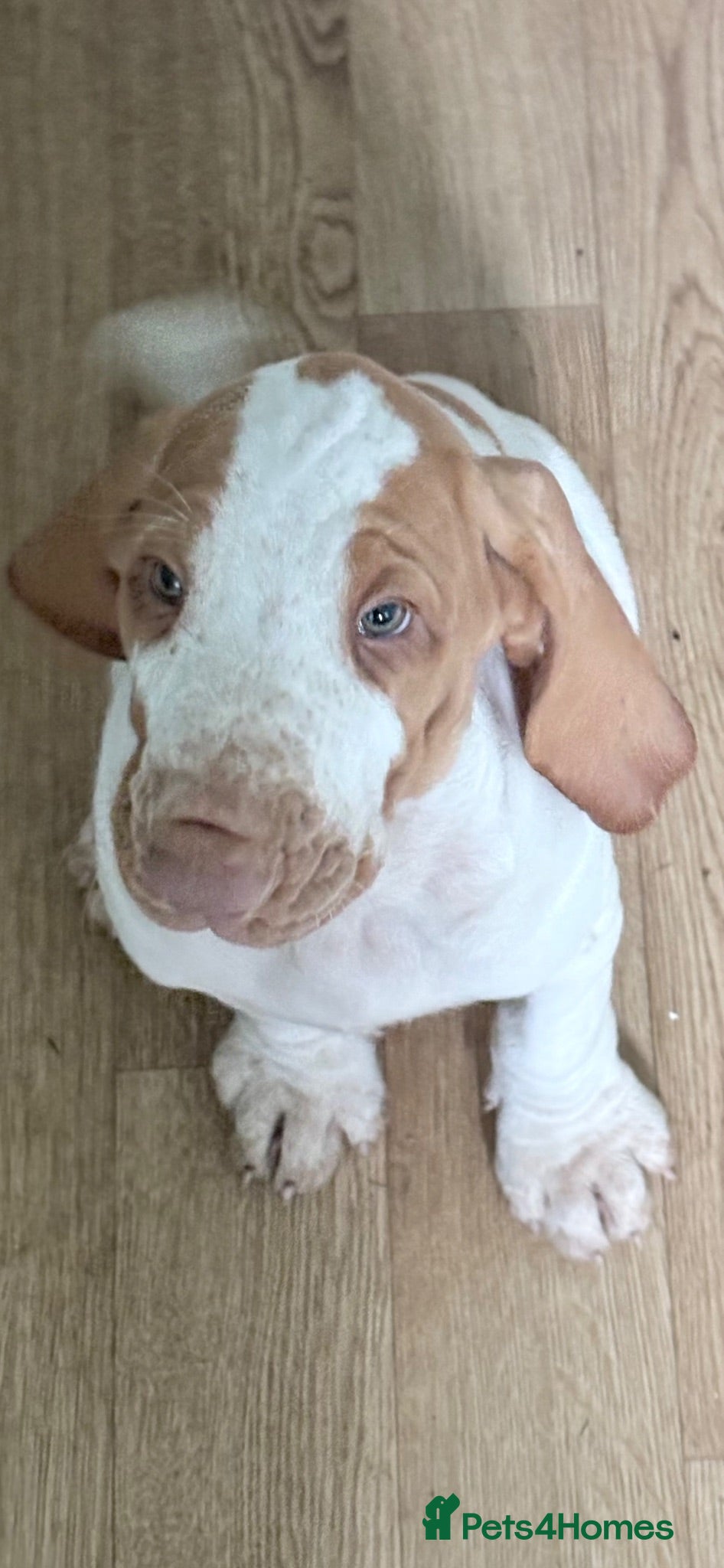 Bracco Italiano dogs Bracco Italiano puppy girl  - Advert 1