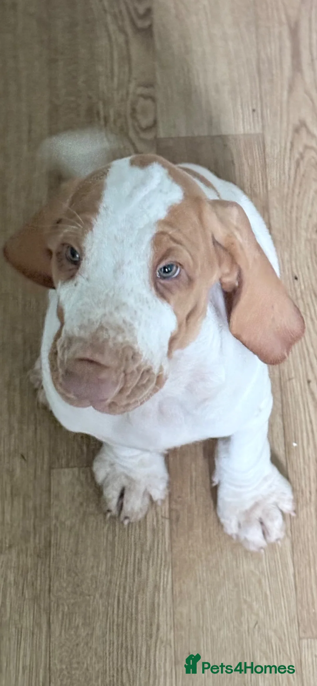 Bracco Italiano dogs for sale: Bracco Italiano puppy girl  - Advert 1