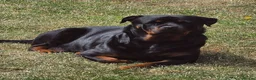 Rottweiler dogs for sale: Beautiful KC Rottweiler puppies. 2 boys, 4 girls in Brierley Hill - Advert 3