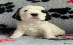 Cocker Spaniel dogs for sale: Show Cocker Puppies (KC Reg, AMS, PRA & FN CLEAR) - Image 36