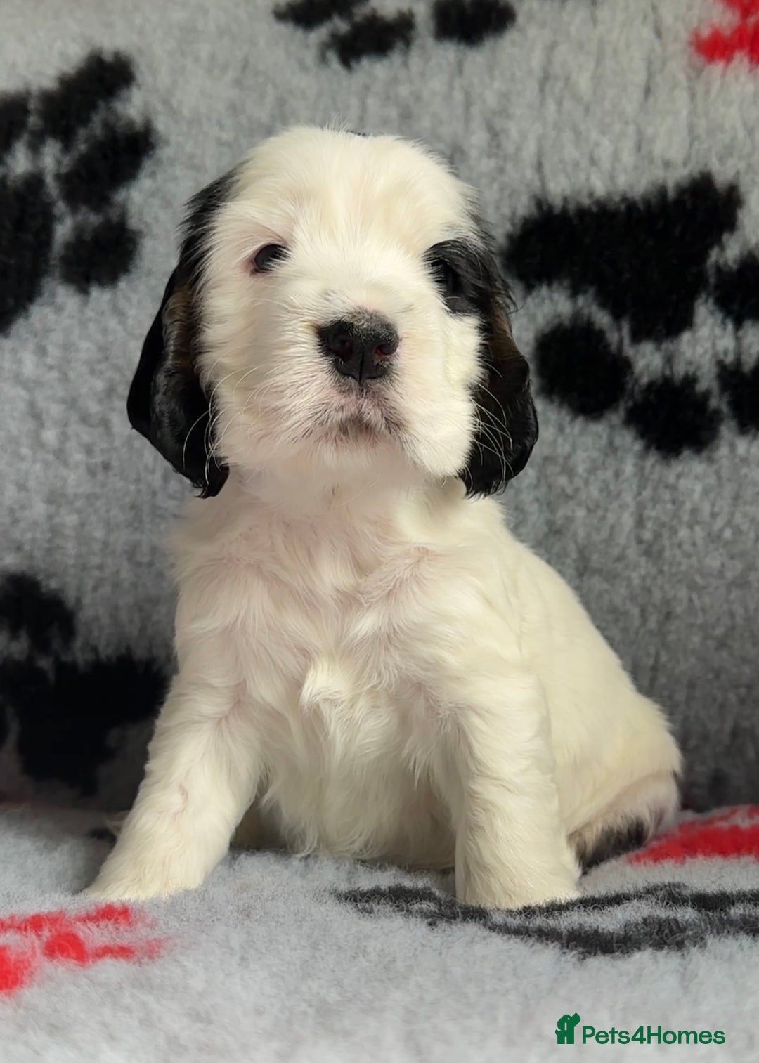 Cocker Spaniel dogs for sale: Show Cocker Puppies (KC Reg, AMS, PRA & FN CLEAR) - Image 36