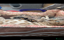 Bengal cats for sale: Bengal kittens ready now boys and girls  - Image 6