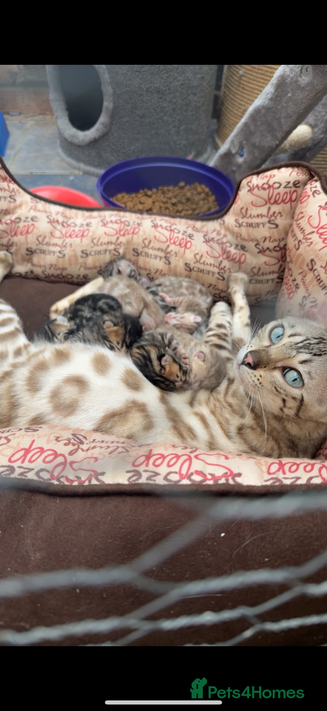 Bengal cats for sale: Bengal kittens ready now boys and girls  - Image 6