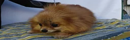 Pomeranian dogs for adoption: 🐾 JASPER – Male Miniature Pomeranian 🐾 in West Malling - Advert 4