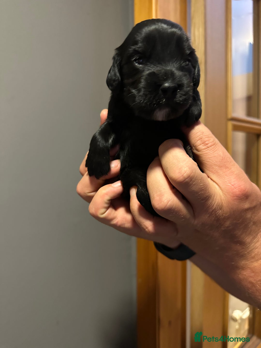 Cocker Spaniel dogs for sale: Kennel Club reg’d Cocker Puppies - Image 8