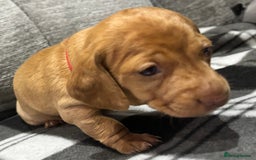 Miniature Dachshund dogs for sale: Beautiful KC Reg Miniature Dachshund Puppies - Image 20