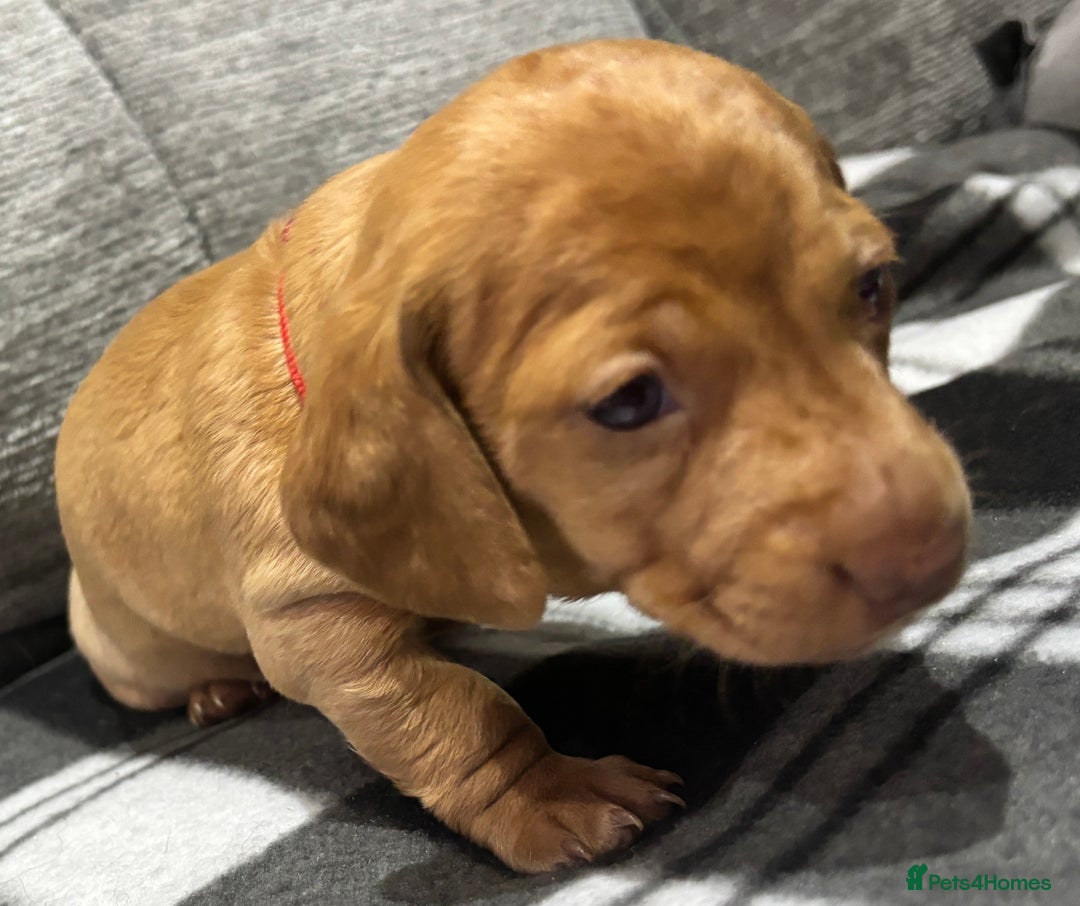Miniature Dachshund dogs for sale: Beautiful KC Reg Miniature Dachshund Puppies - Image 20