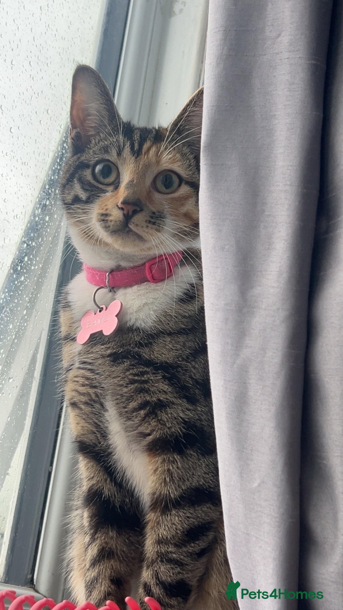 Mixed Breed cats for sale: beautiful orange babies - Advert 1