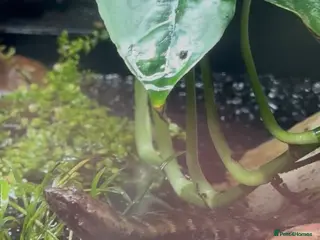 Skink reptiles Smooth Scaled Water Skinks - Advert 2