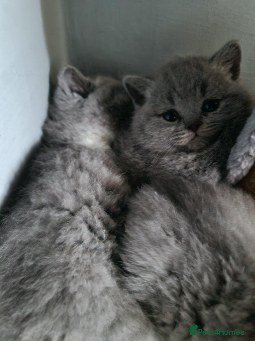 British Shorthair cats for sale: British shorthair kittens *LAST KITTEN* - Advert 10
